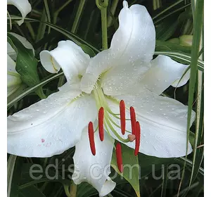 Лілія орієнтальна Casa Blanca (Каса Бланка) 1 цибулина 12/14 Лілія орієнтальна Casa Blanca (Каса Бланка) 1 цибулина 12/14