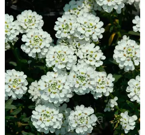 Іберіс вічнозелений Snowflake (Сноуфлейк) Іберіс вічнозелений Snowflake (Сноуфлейк)