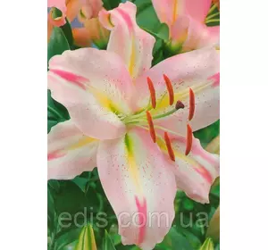 Лілія орієнтальна Mondriaan (Мондріан) 1 цибулина 12/14 Лілія орієнтальна Mondriaan (Мондріан) 1 цибулина 12/14