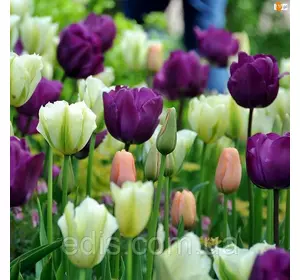 Комплект цибулин тюльпанів Ментол, 9 шт. Комплект цибулин тюльпанів Ментол, 9 шт.