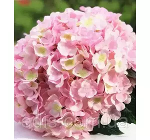 Гортензія Silky Pink (Сілкі Пінк) великолисткова, в контейнері Гортензія Silky Pink (Сілкі Пінк) великолисткова, в контейнері