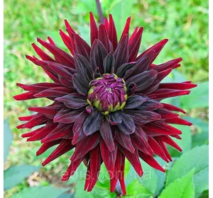 Жоржина кактусова Black Wizard Жоржина кактусова Black Wizard