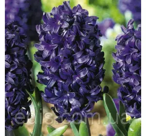 Гіацинт Aida (Аїда) 1 цибулинка (калібр 14/15 - великий) Гіацинт Aida (Аїда) 1 цибулинка (калібр 14/15 - великий)