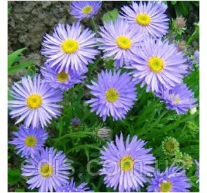 Айстра Тонгольська Wartburgstern (Вартбургштерн) Айстра Тонгольська Wartburgstern (Вартбургштерн)