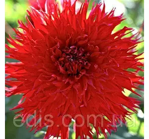 Жоржина Фимбриата Jaxon Жоржина Фимбриата Jaxon