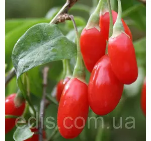 Ягоди Годжі Magic of Love (Магія Любові) в контейнері Ягоди Годжі Magic of Love (Магія Любові) в контейнері