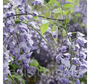 Гліцинія Eranthema у контейнері Гліцинія Eranthema у контейнері