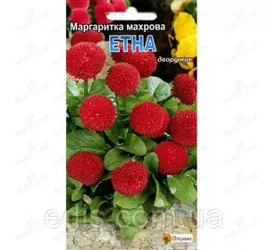 Маргаритка махрова Етна 0,1 г, насіння Яскрава Маргаритка махрова Етна 0,1 г, насіння Яскрава