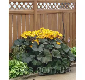 Язичник зубчастий Отелло (Ligularia dentata Othello) Язичник зубчастий Отелло (Ligularia dentata Othello)