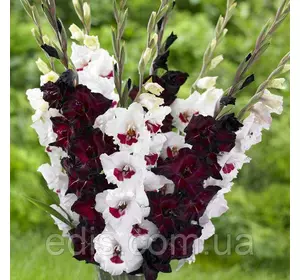 Набір гладіолусів Фіорентина 7 цибулин/уп. Набір гладіолусів Фіорентина 7 цибулин/уп.