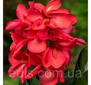 Канна низькоросла Happy Isabel Канна низькоросла Happy Isabel