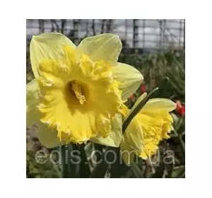 Нарцис крупно-корончатий Snowtip (Сноутип) 2 шт./уп. Нарцис крупно-корончатий Snowtip (Сноутип) 2 шт./уп.