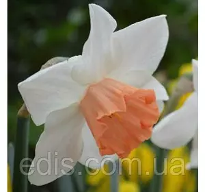 Нарцис Корончатий Rosy Sinrise (Розі Санрайз) 10/12 1 цибулина Нарцис Корончатий Rosy Sinrise (Розі Санрайз) 10/12 1 цибулина