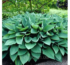 Хоста Fortunei Hyacinthina (Хіацинтина) кореневище Хоста Fortunei Hyacinthina (Хіацинтина) кореневище