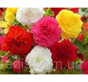 Бегонія бульбова Фімбріата суміш 3 бульба/уп. Бегонія бульбова Фімбріата суміш 3 бульба/уп.