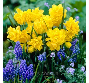 Нарцис Мініатюрний Tete Boucle (Тет Букле) 2 шт./уп. Нарцис Мініатюрний Tete Boucle (Тет Букле) 2 шт./уп.