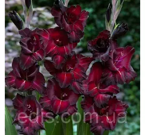 Гладіолус Black Star 3 шт./уп., великоквітковий Гладіолус Black Star 3 шт./уп., великоквітковий