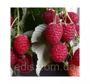 Малина ремонтантна Королівський Пінгвін Малина ремонтантна Королівський Пінгвін