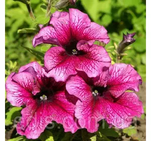 Петунія гігантська Снени F1, 10 насінин-драже, Яскрава PREMIUM Петунія гігантська Снени F1, 10 насінин-драже, Яскрава PREMIUM
