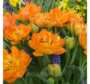 Тюльпан мультифлора махровий ранній Orca (Орка), 3 цибулини 11/12 Тюльпан мультифлора махровий ранній Orca (Орка), 3 цибулини 11/12