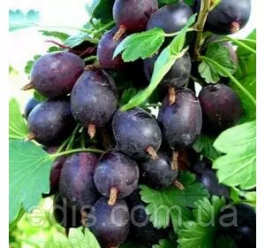 Агрус Чорна Крапля Агрус Чорна Крапля