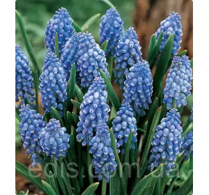 Мускарі Ocean Magic 5 цибулини Мускарі Ocean Magic 5 цибулини