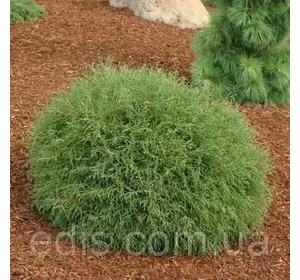 Туя Mr. Bowling Ball (Містер Боулінг Болл/ Містер Куля для Боулінгу) у контейнері Туя Mr. Bowling Ball (Містер Боулінг Болл/ Містер Куля для Боулінгу) у контейнері