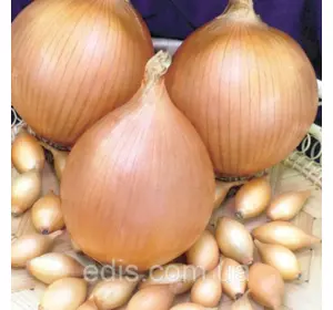 Цибуля севок (саженка) Goliat (Голиат) 0,5 кг (середньоранній) Цибуля севок (саженка) Goliat (Голиат) 0,5 кг (середньоранній)