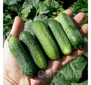 Огірок Лібелла F1 (45-55 шт.) дражоване насіння Яскрава Огірок Лібелла F1 (45-55 шт.) дражоване насіння Яскрава