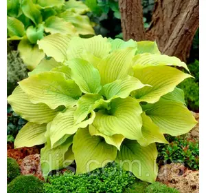 Хоста Piedmont Gold (Пьедмонт Голд) контейнер 0,5 л. Хоста Piedmont Gold (Пьедмонт Голд) контейнер 0,5 л.