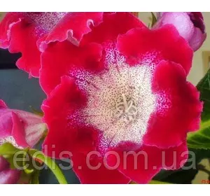 Глоксинія Tigre Red (Тайга Ред) 1 бульба Глоксинія Tigre Red (Тайга Ред) 1 бульба