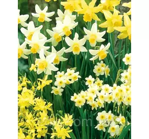 Нарцис Мініатюрний суміш 9 цибулин Нарцис Мініатюрний суміш 9 цибулин