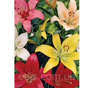 Лілії LA гібриди суміш 5 шт./уп. Лілії LA гібриди суміш 5 шт./уп.