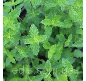 М'ята Полунична, саджанець Р9 М'ята Полунична, саджанець Р9