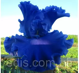 Ірис бородатий Sea Power Ірис бородатий Sea Power