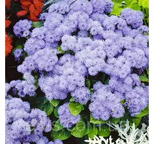 Агератум блакитний 0,1 г насіння Яскрава Агератум блакитний 0,1 г насіння Яскрава