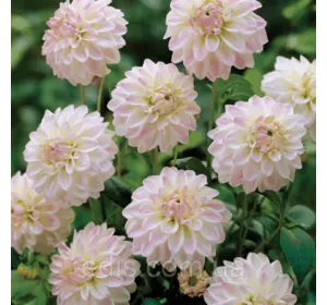 Жоржина низькоросла Monet Жоржина низькоросла Monet