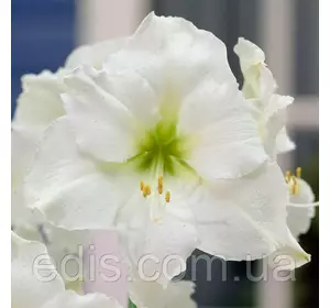 Гіппеаструм простий Christmas Gift (Крісмес Гіфт) 1 цибулина 24/26 + ( подарункова упаковка ) Гіппеаструм простий Christmas Gift (Крісмес Гіфт) 1 цибулина 24/26 + ( подарункова упаковка )