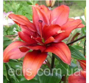 Лілія азіатська махрова Coctail Twins (Коктейль Твінс) 1 цибулина 12/14 Лілія азіатська махрова Coctail Twins (Коктейль Твінс) 1 цибулина 12/14