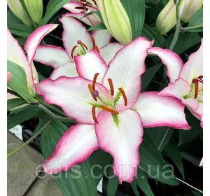 Лілія орієнтальна Hotline 1 цибулина 14/16 Лілія орієнтальна Hotline 1 цибулина 14/16