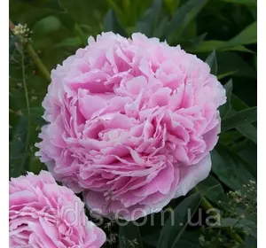 Півонія Sarah Bernhardt кореневище Півонія Sarah Bernhardt кореневище