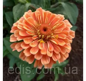 Цинія махрова Ельдорадо 0,5 г, насіння Яскрава Цинія махрова Ельдорадо 0,5 г, насіння Яскрава