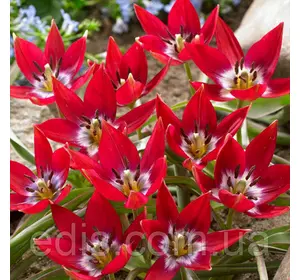 Тюльпан ботанічний Tiny Timo (Тайни Тімо) 5 цибулинки Тюльпан ботанічний Tiny Timo (Тайни Тімо) 5 цибулинки