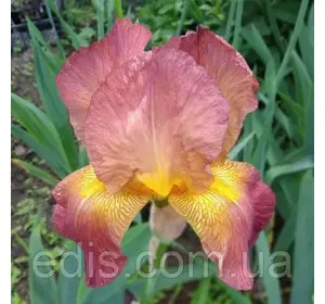 Ірис високий бородатий Arab Chief (Араб Чіф) Ірис високий бородатий Arab Chief (Араб Чіф)