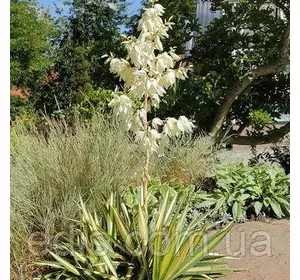 Юка Color Guard Юка Color Guard