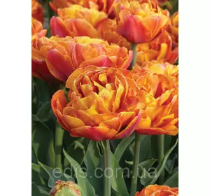 Тюльпан махровий пізній Brownie 2 цибулинки Тюльпан махровий пізній Brownie 2 цибулинки