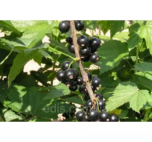 Смородина чорна Аметист (середньопізня) Смородина чорна Аметист (середньопізня)