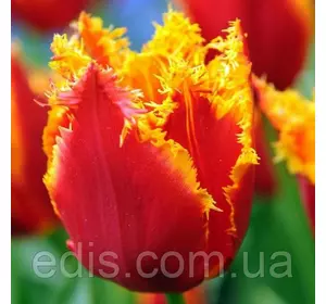 Тюльпан оторочений Fabio (Фабіо) 3 цибулини 11/12 Тюльпан оторочений Fabio (Фабіо) 3 цибулини 11/12