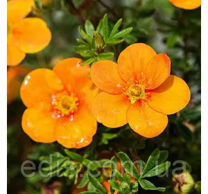 Перстач Orange Star (Оранж стар) у контейнері Перстач Orange Star (Оранж стар) у контейнері