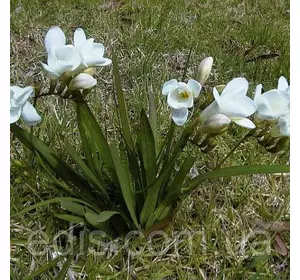 Фрезія проста біла 5 цибулин Фрезія проста біла 5 цибулин